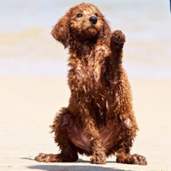 Dog Trainers -How to find the best for you and your dog